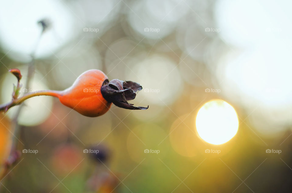Background of dry autumn flower in orange sunset light.