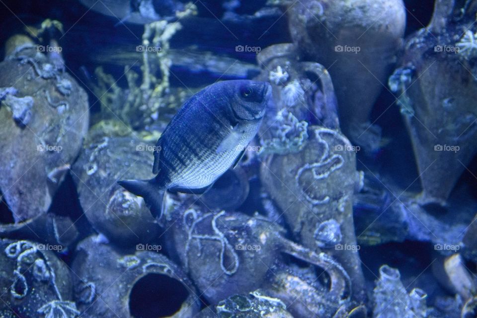 Big fish in the aquarium.