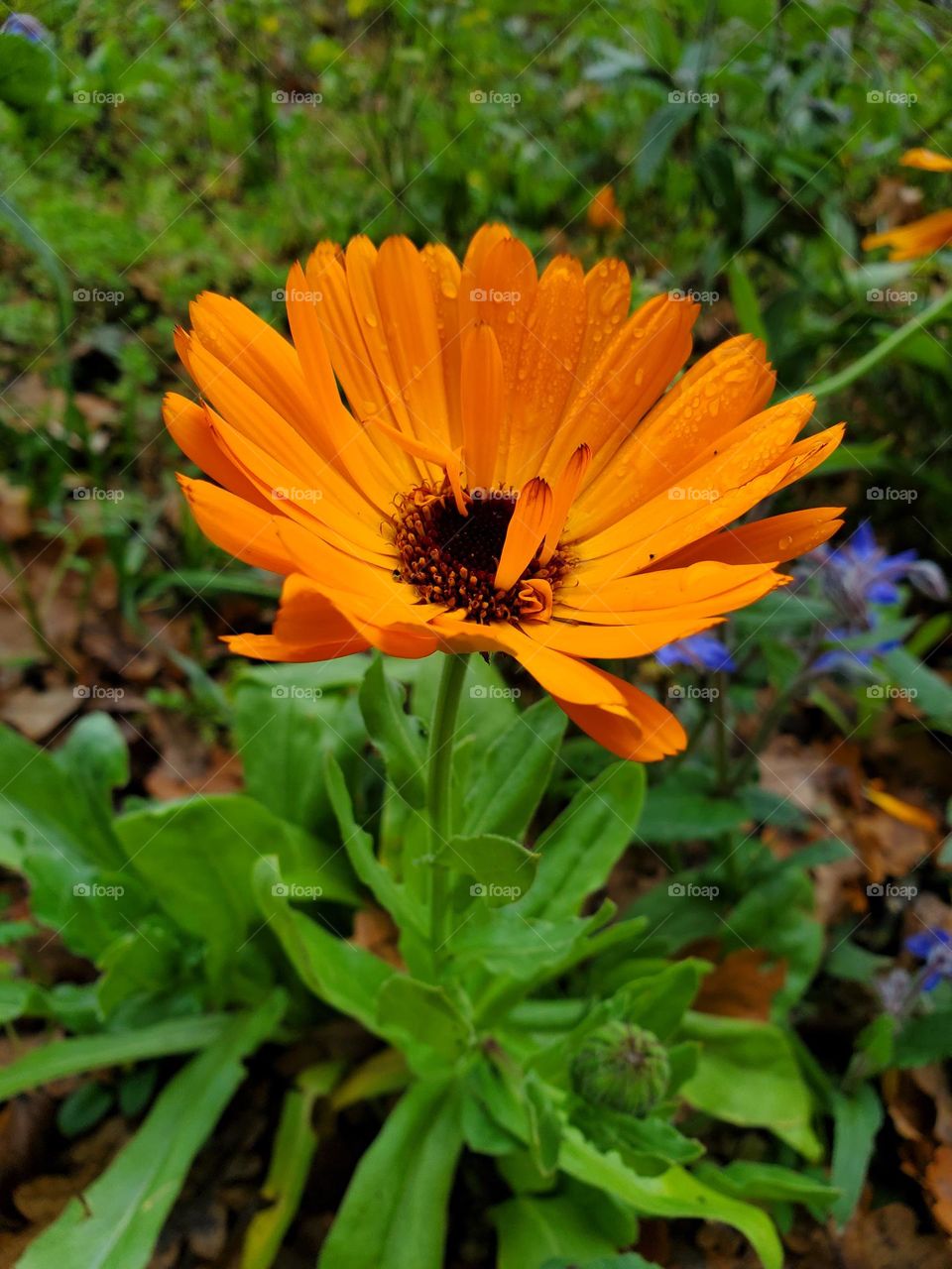 A calendula blossom in bright orange on a autumn meadow with brown leafs in the background