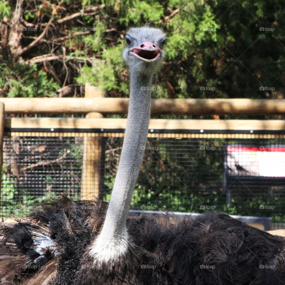 Ostrich 