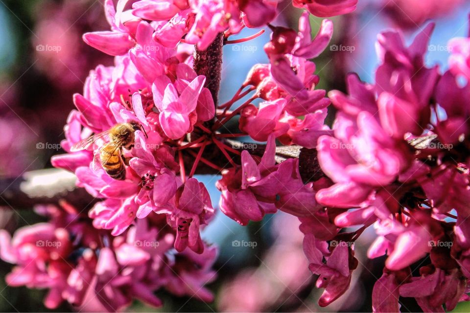 Bee buzzing around a Redbud tree