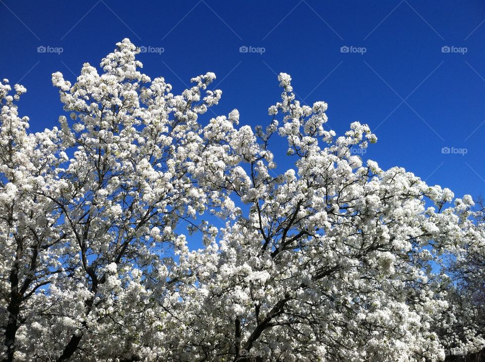 Flowering tree against a deep blue sky.
