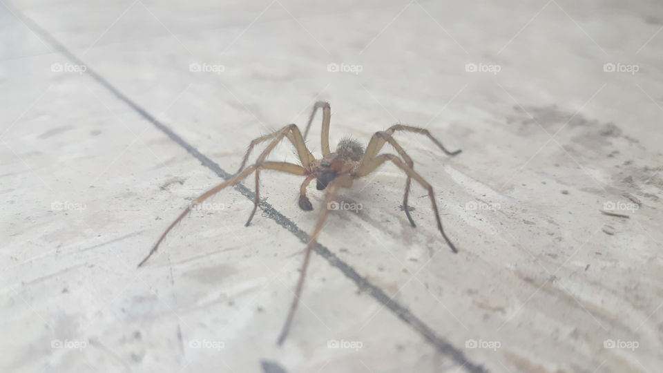 floor spider from another angle