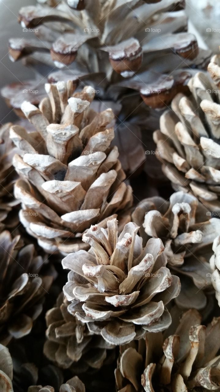 bleached ,pinecones, pinecone, autumn, autumnal, seasonal, English, October, November, September, bleach, bleaching, crafted, crafting, craft, crafts, natural, decorating, decorative, Dec's