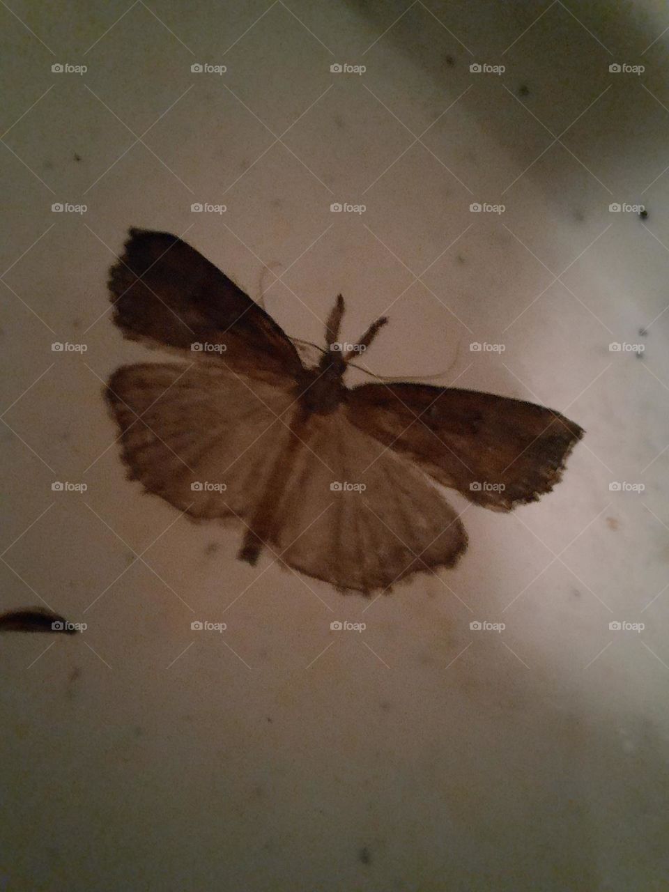 moth submerged in water