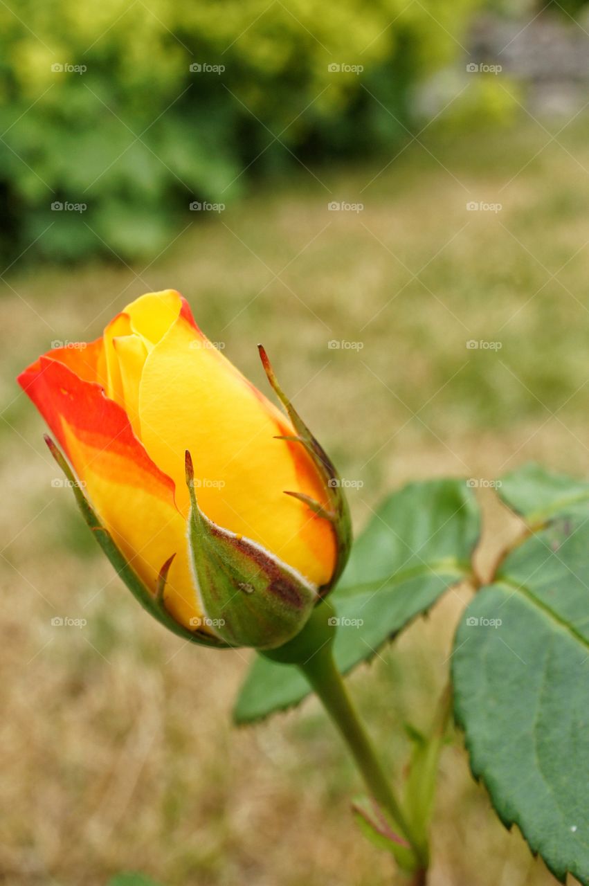 Close-up of yellow rose