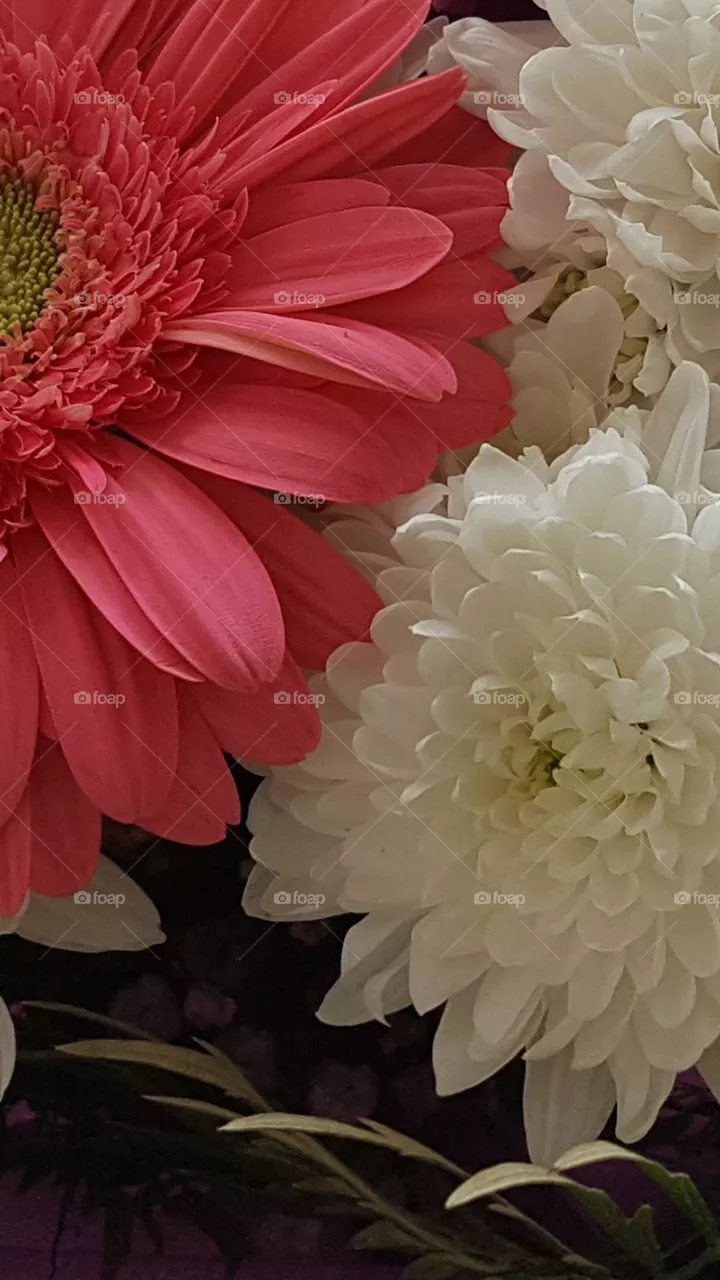 Pink&White