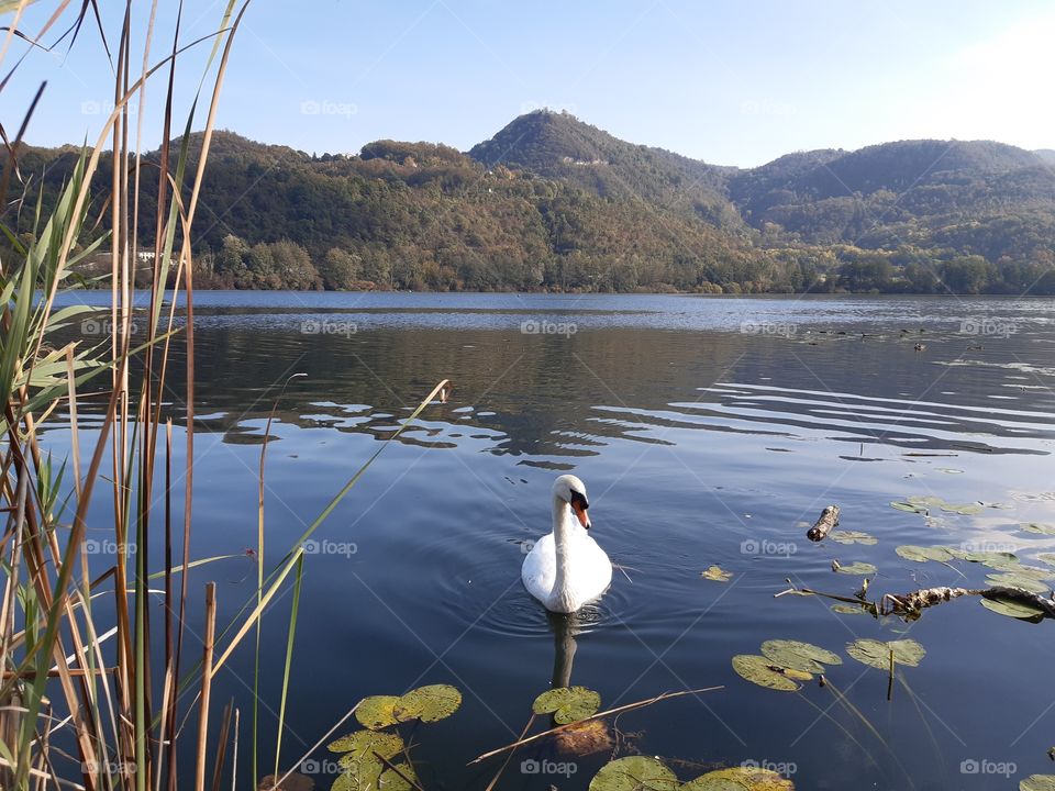 a swan swimming in a blue lake in Fall day