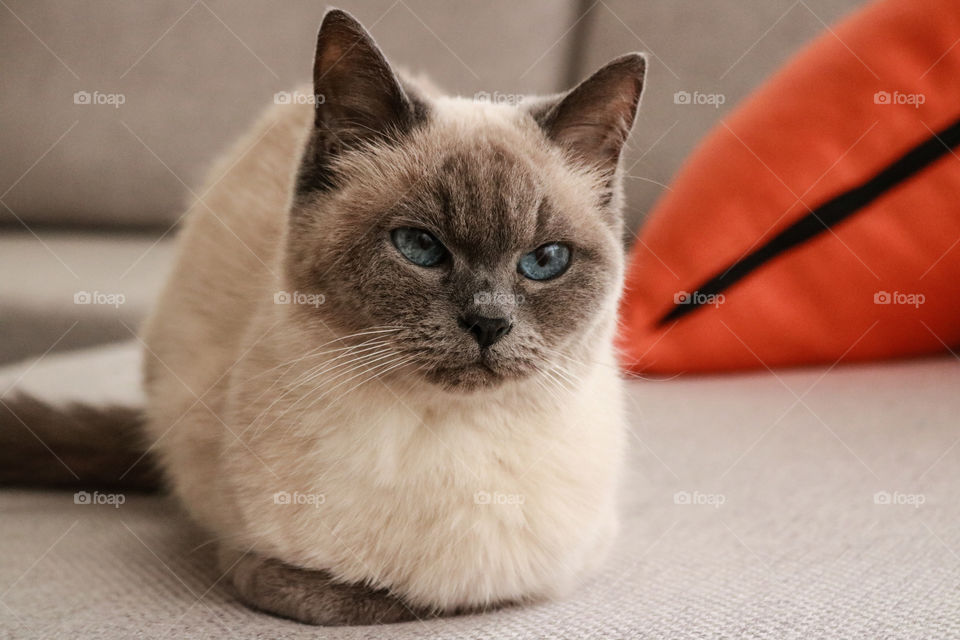 Portrait of cat with blue eyes