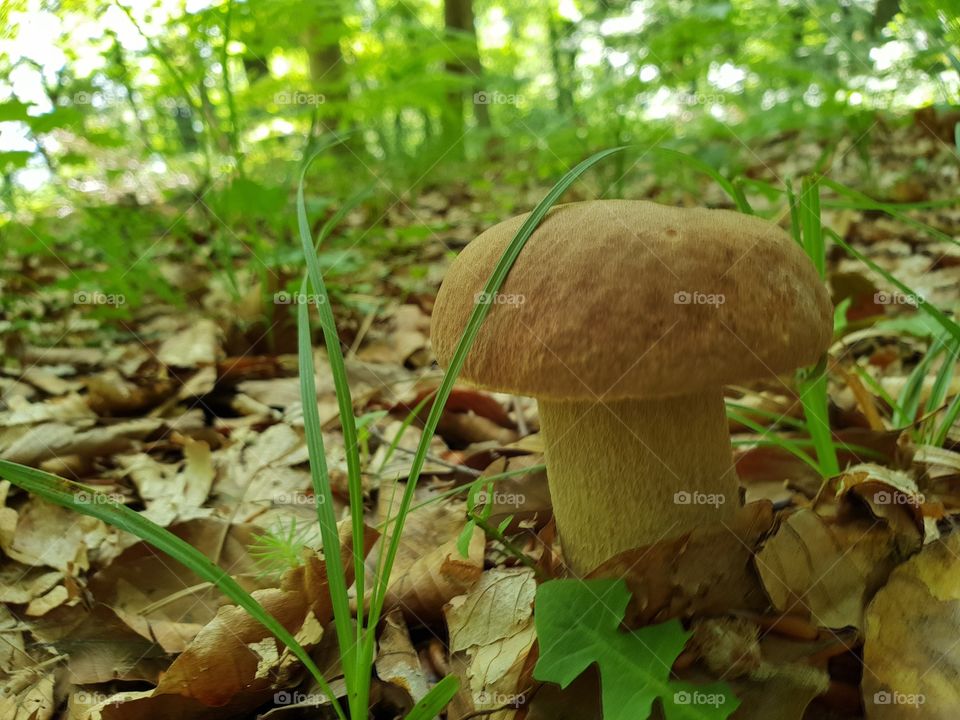 mushroom