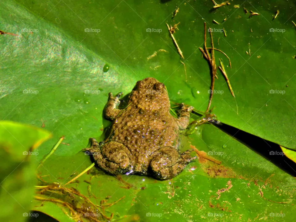 🐸