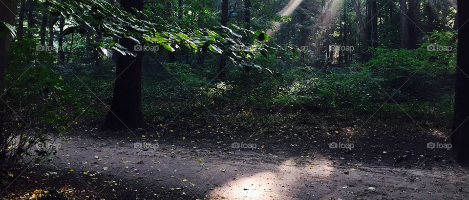 Sunbeam in the woods