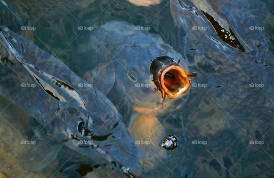 View of fishes in water