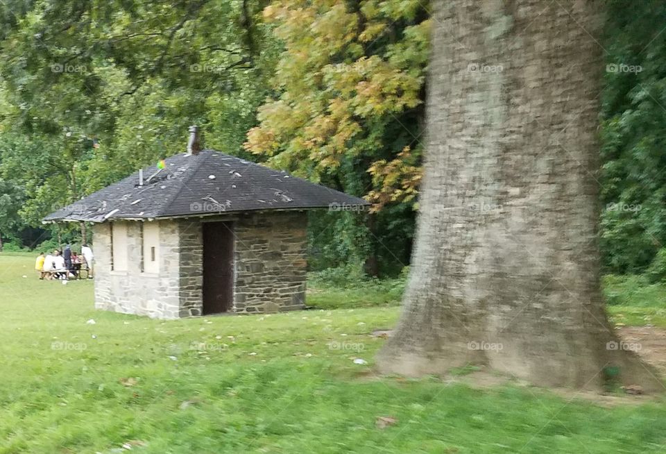 Tree, Wood, No Person, Landscape, Grass