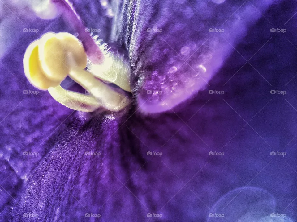 Violets
