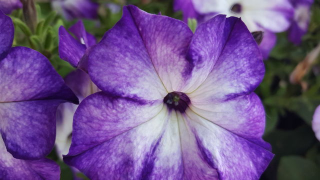 Purple Flower