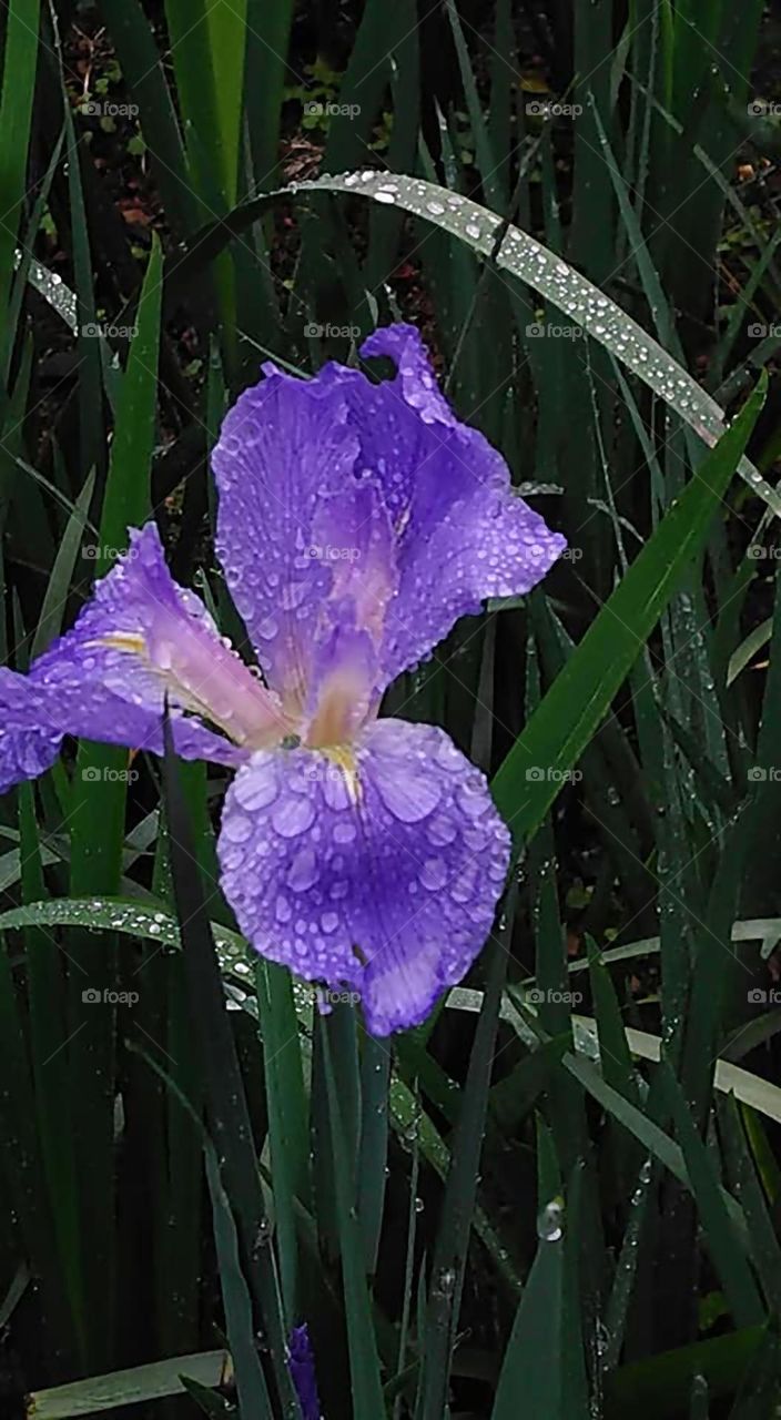 Beautiful purple colour flowers in bloom