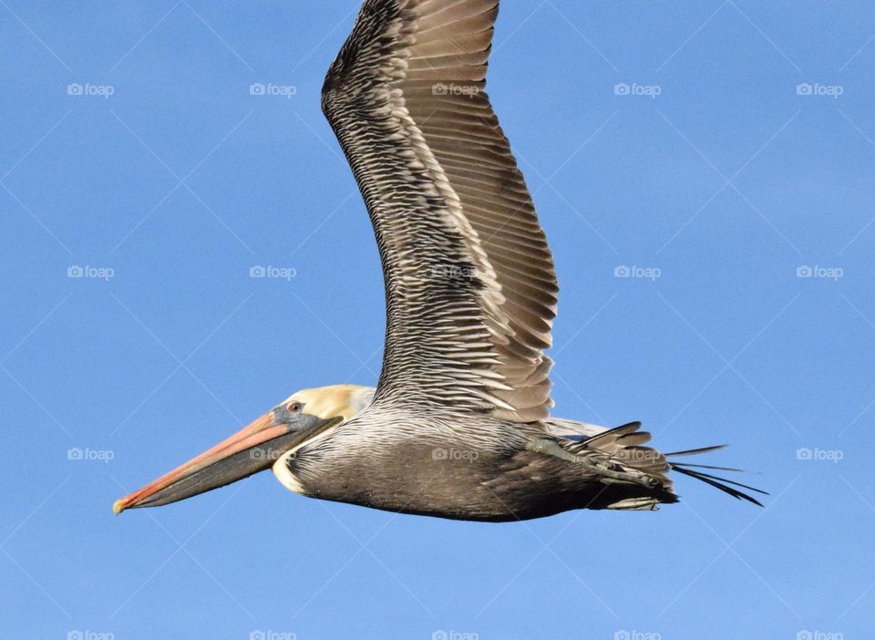 pelican in flight