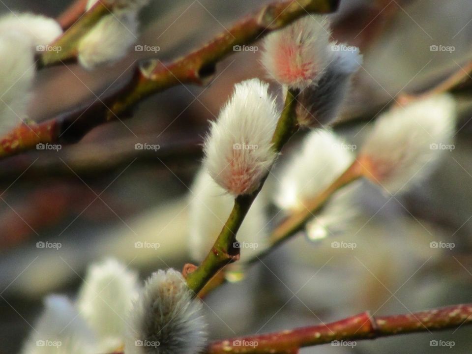 The first signs of spring emerging