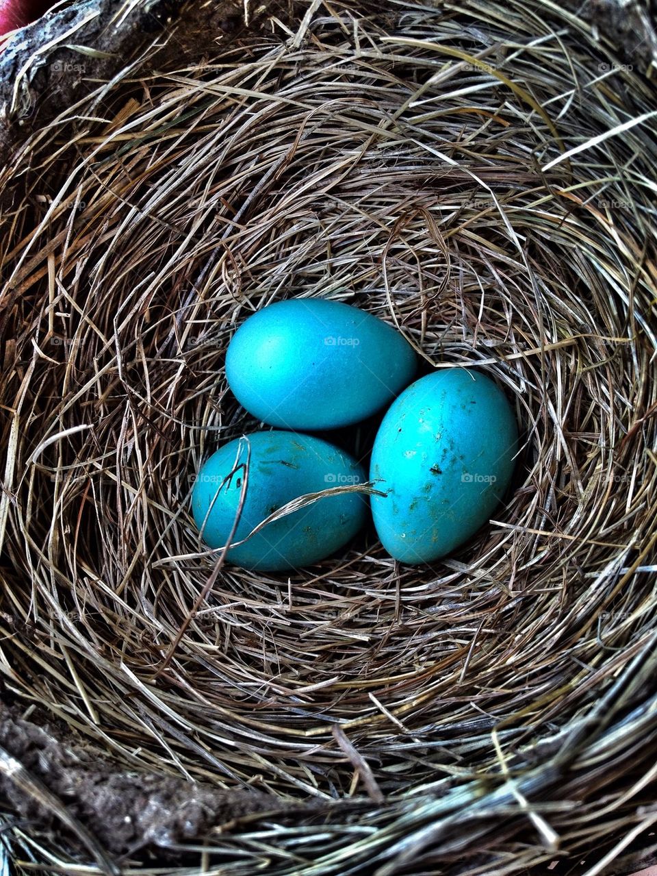 Robin eggs in nest