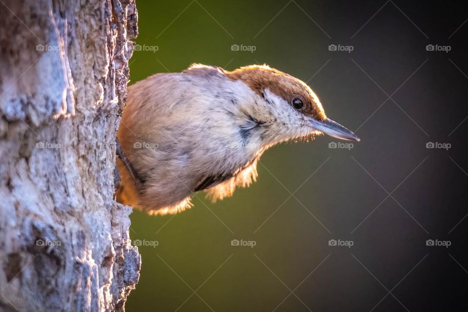 Brown-headed nuthatch backlit by the sun. 