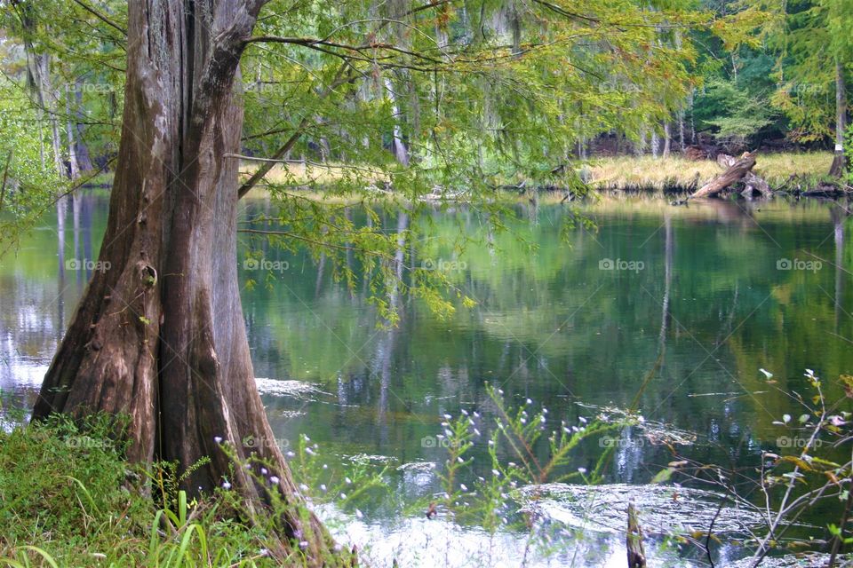 Edge of forrest by the river next to a Cypress, forrest reflected on the surface of the water