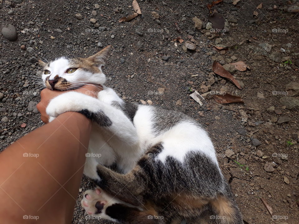 tangan seseorang yang sedang digigit oleh seekor kucing . tampak taringnya