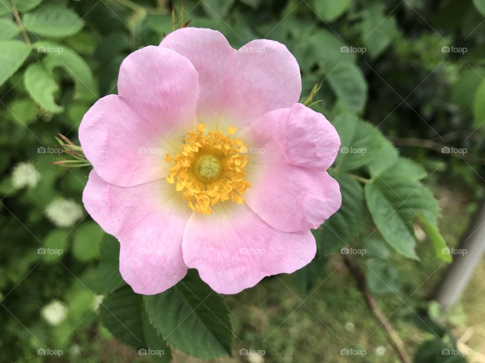 Stunning pink and yellow wild flower in full bloom for our enjoyment, a sheer delight.