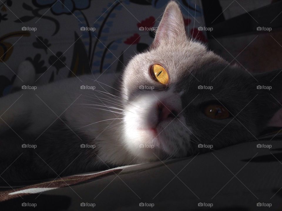 British cat in the shadow