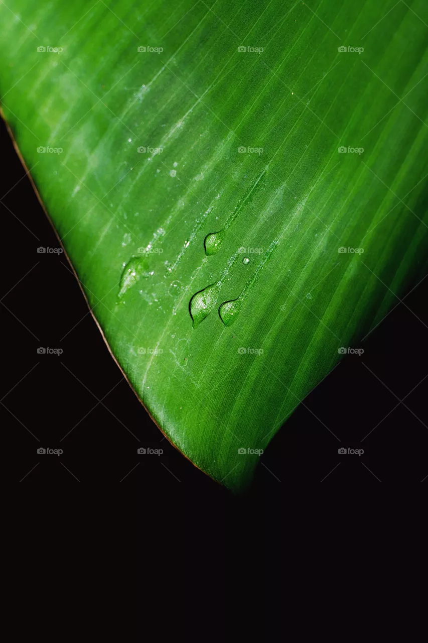 Rain drop