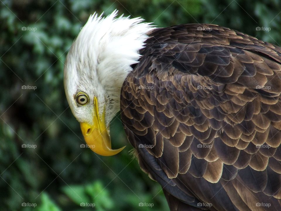 Majestic Bald Eagle