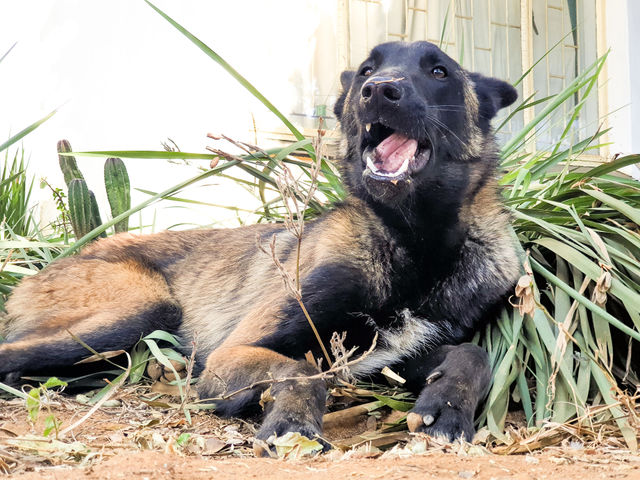 belgium malinois in the ground chewing something