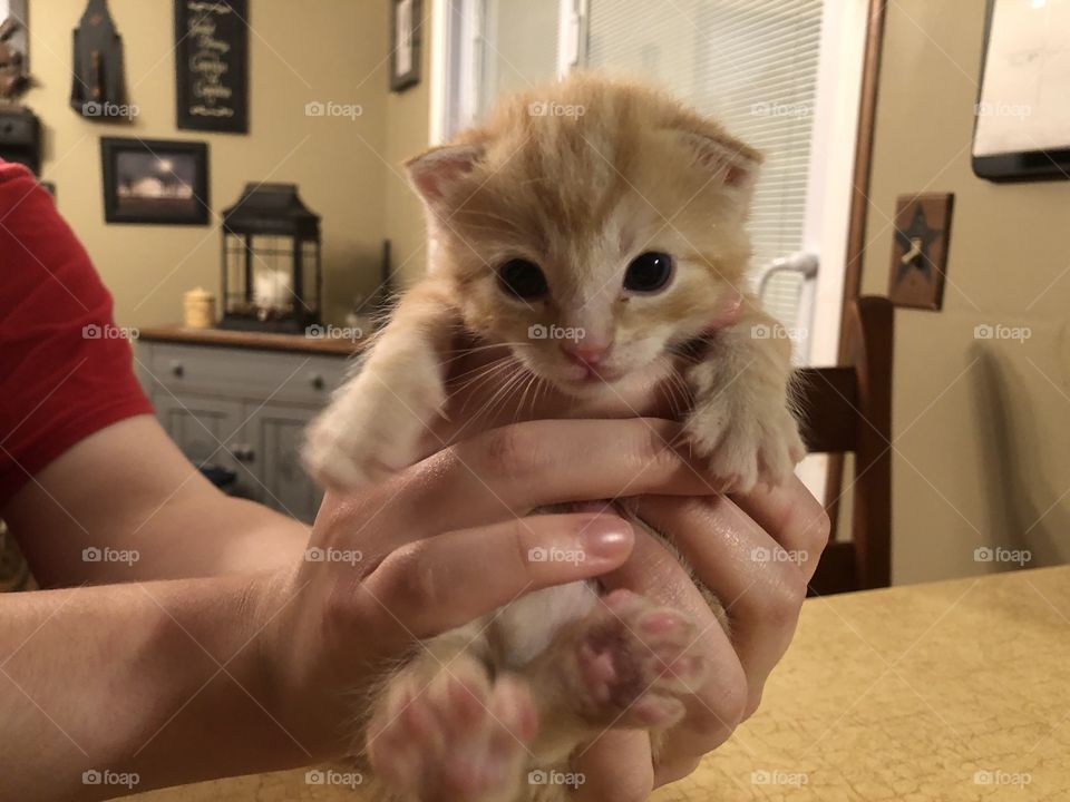 Rescue baby, Theodore 