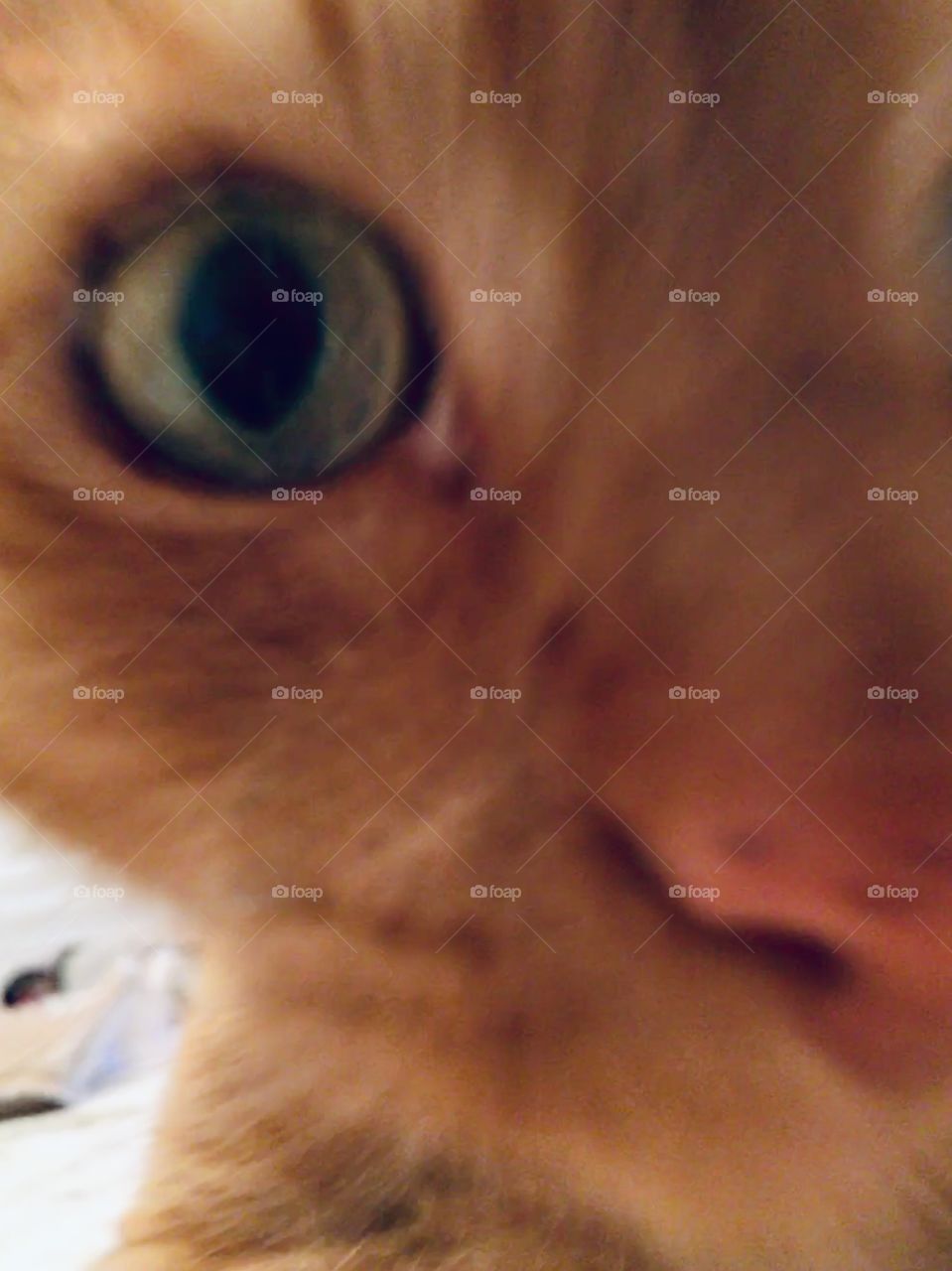 Ginger cat selfie with green eyes