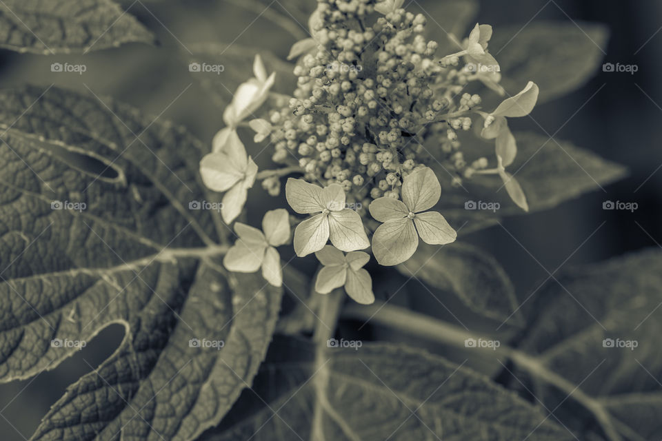 Oakleaf Hydrangea flowerhead in bw split tone