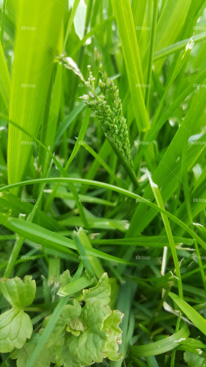 Close-up of Grass and Weeds