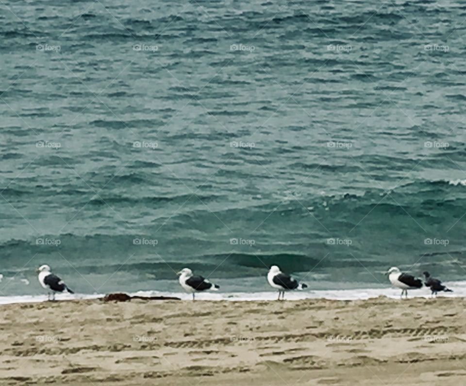 Redondo Seagulls