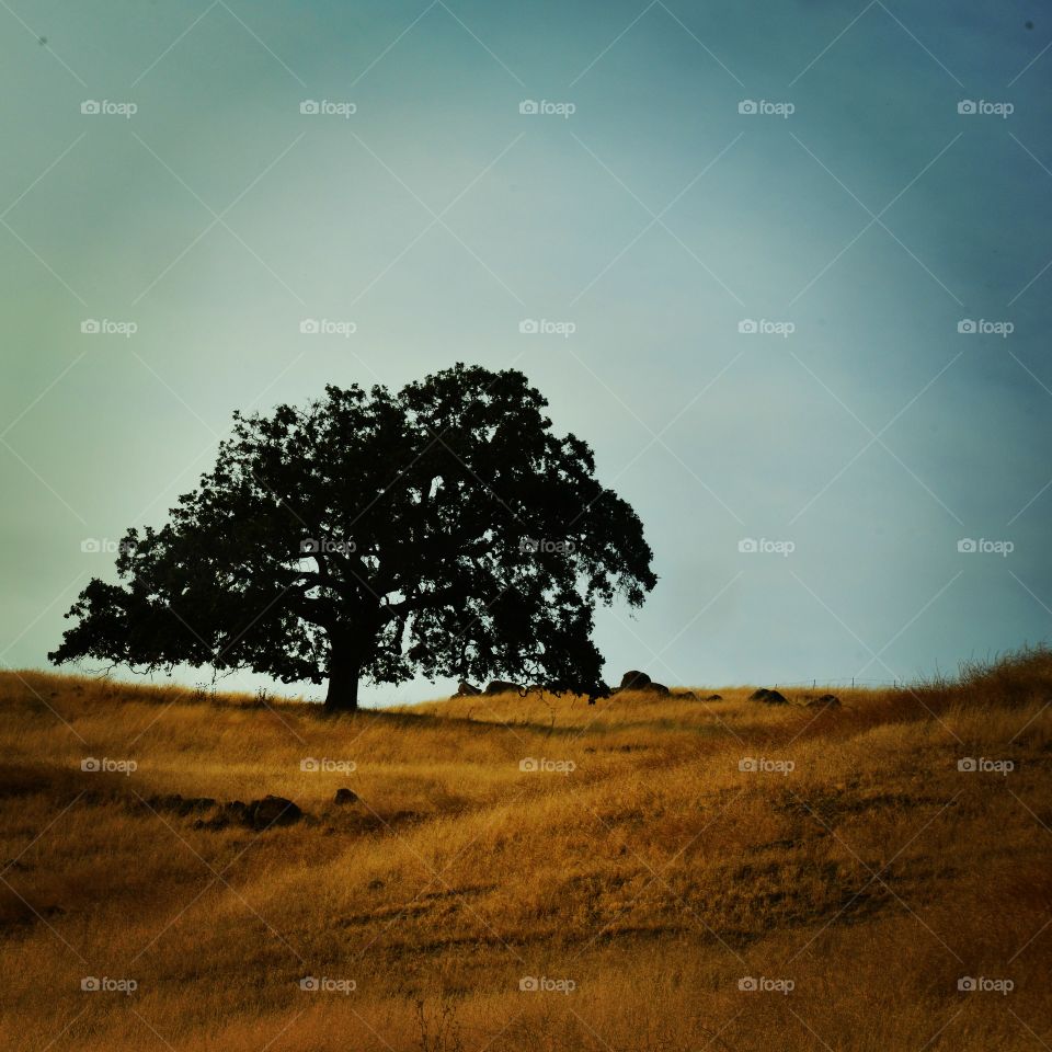 Tree in field