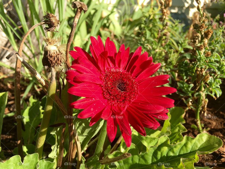 Red Blossom