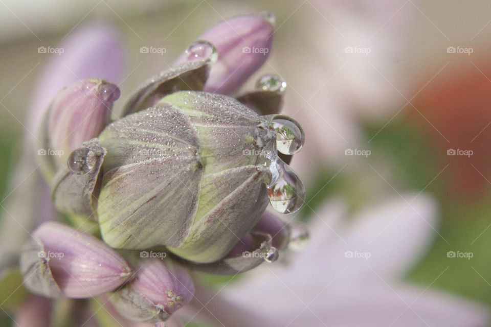 Dewdrops