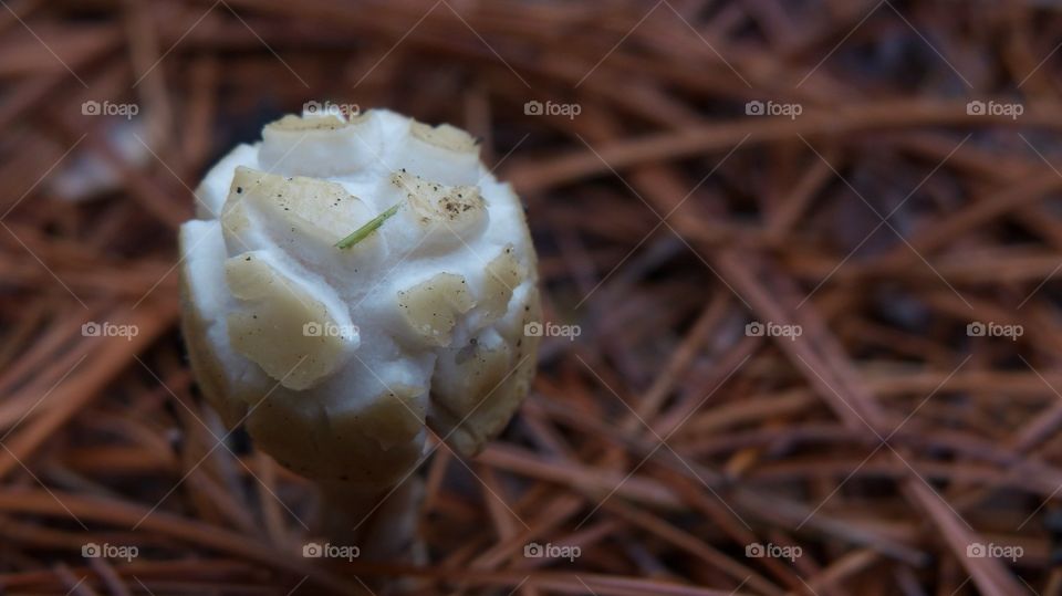 Cracked white mushroom