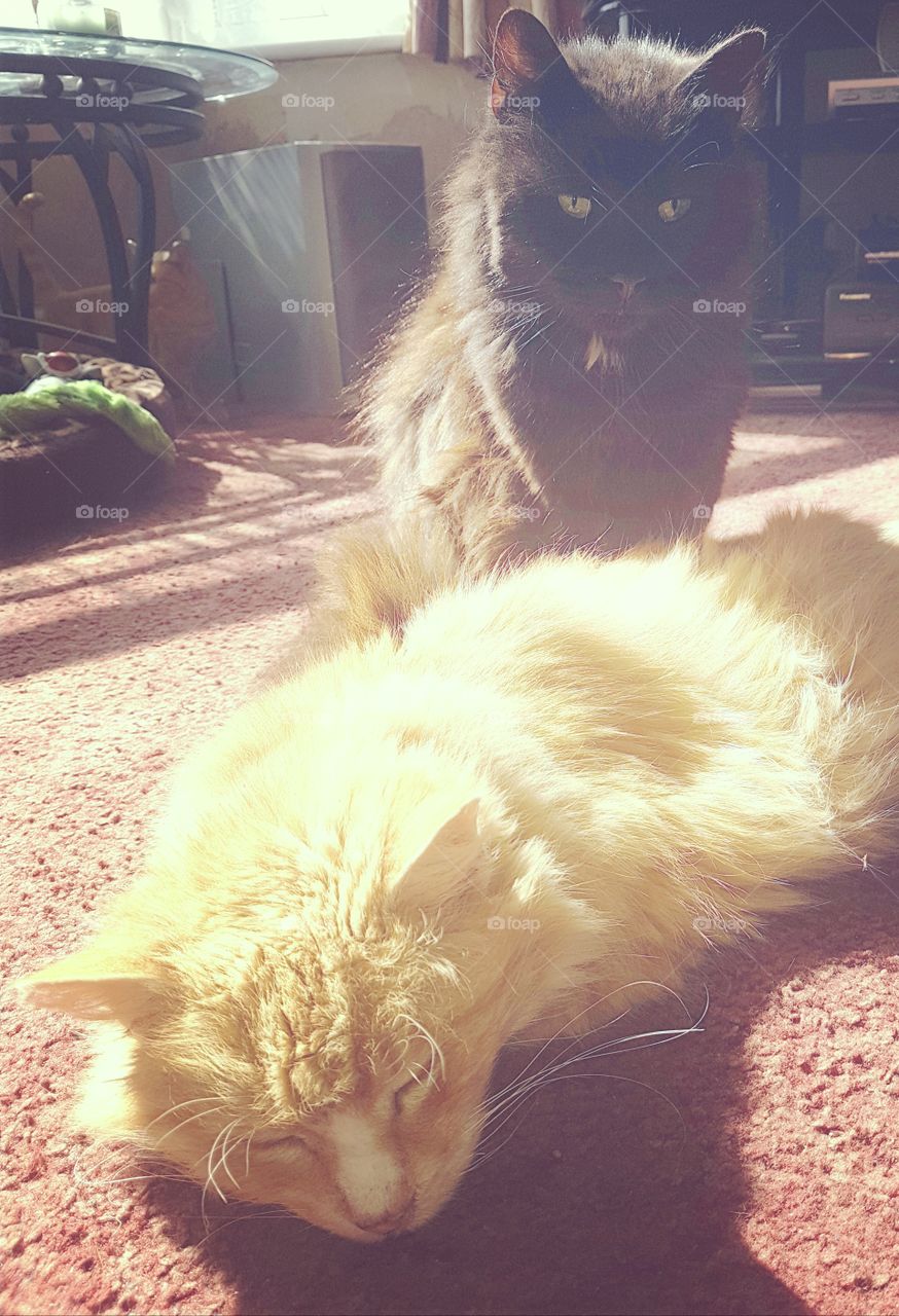 two cats enjoying the sun