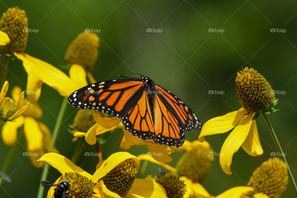 butterfly at the botanical gardens