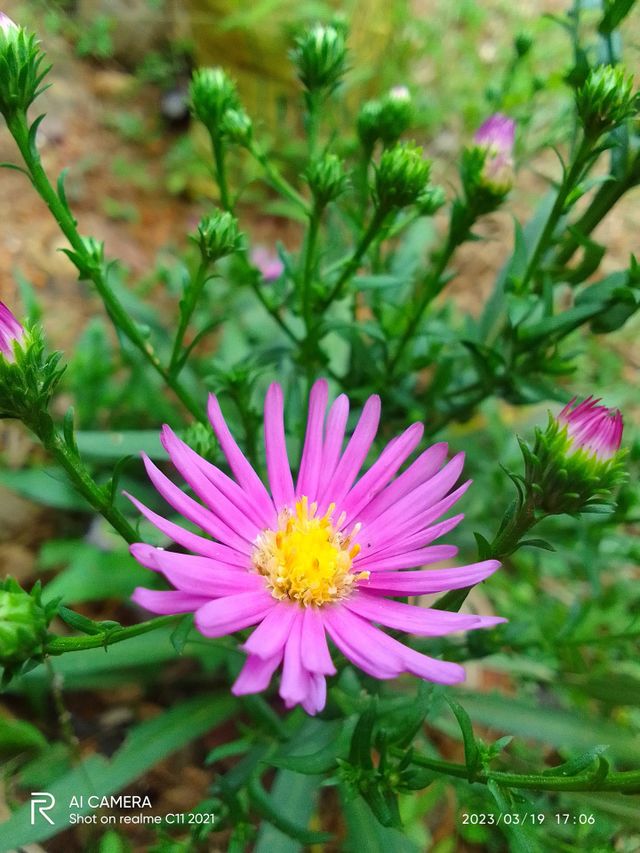 Beautiful flower 🌺 sri lanka