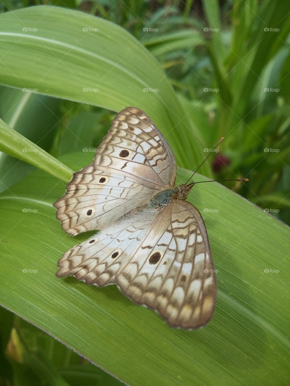 Butterfly resting on the leaf of a cornstalk.  Ipojuca, Pernambuco, Brazil.