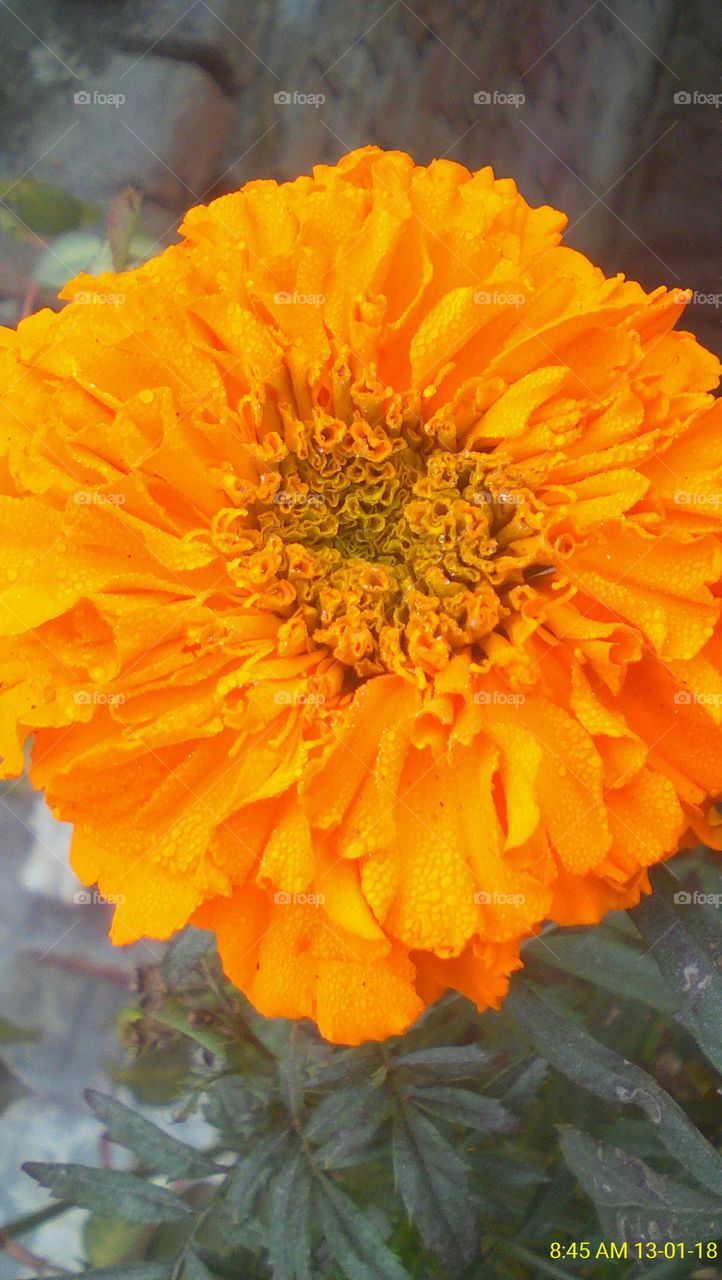 A very beautiful image of big Marigold flower captured all details and colours with an effective focus and drops on it