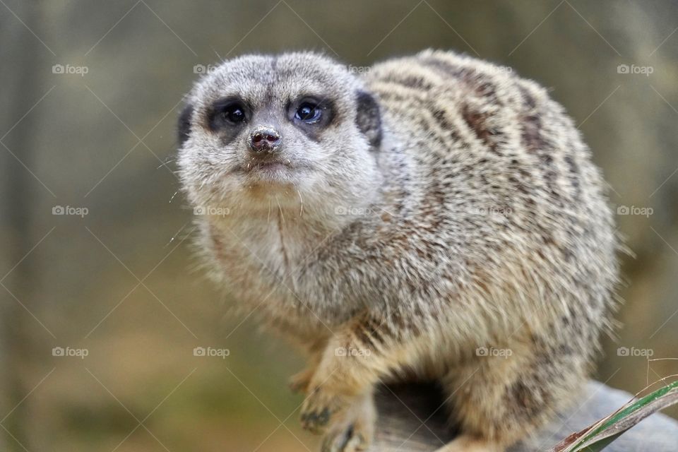 Meerkat 