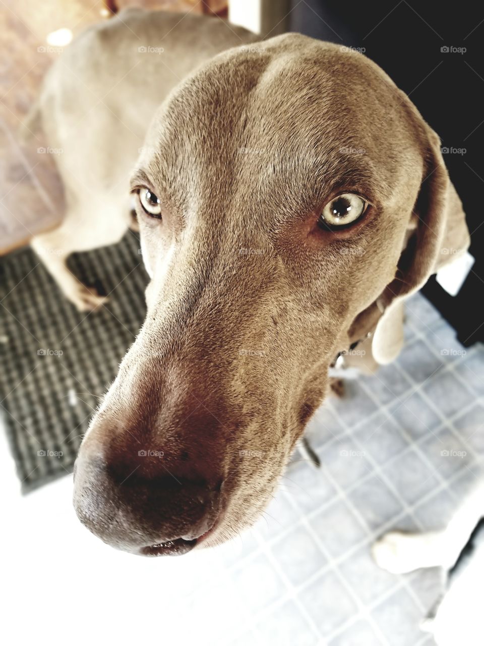 weimaraner
