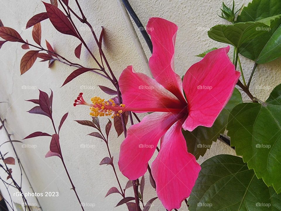 early morning hibiscus