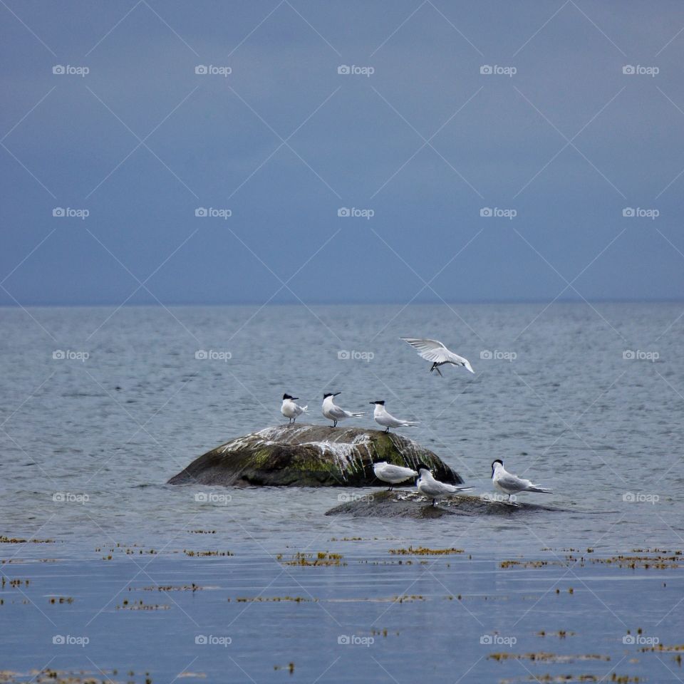 Sandwich tern's on rock in sea